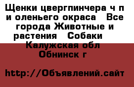 Щенки цвергпинчера ч/п и оленьего окраса - Все города Животные и растения » Собаки   . Калужская обл.,Обнинск г.